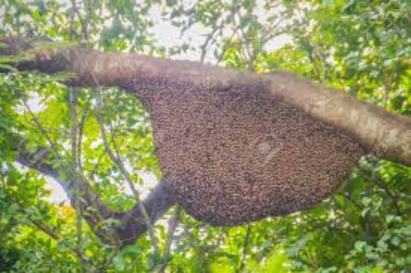 Honey  collected from forest 1