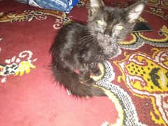 Black half persian cat for sale!!
