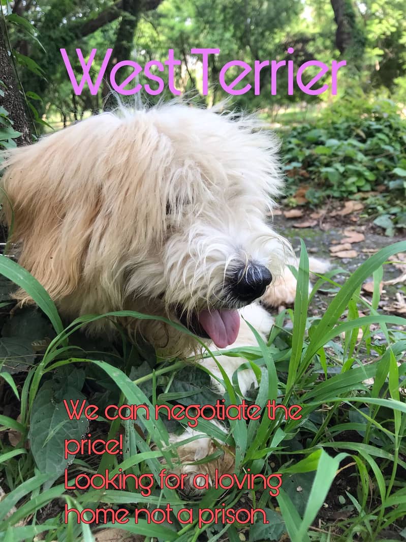 West Highland Terrier 6