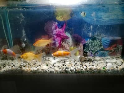 Fish Aquarium 4
