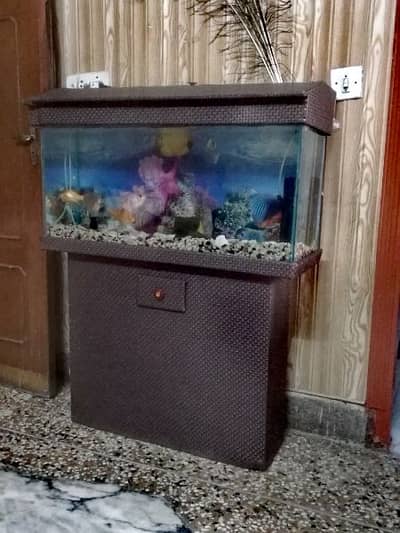 Fish Aquarium 10
