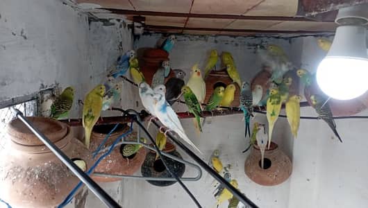 Budgies parrot for Sale