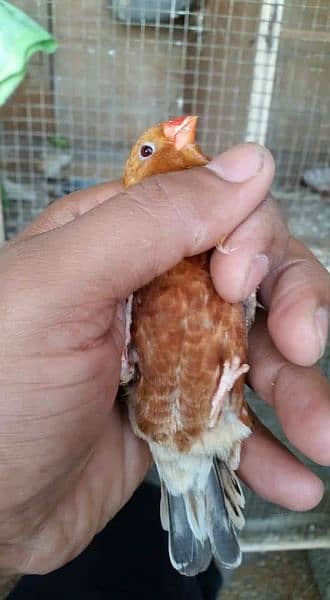 birds