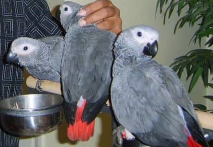Grey Parrot FEMALE For Sale.