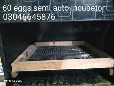 Egg incubator 1