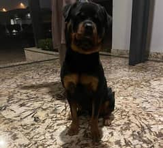 Rottweiler male for stud