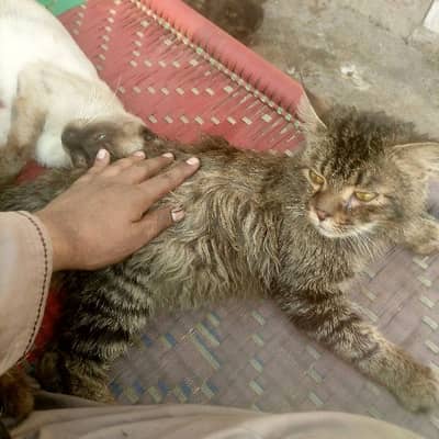 Persian cat@Siamese cat @ Cat@ blue eye cat@kitten@persiankitten 0