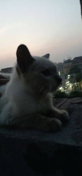 Persian cat@Siamese cat @ Cat@ blue eye cat@kitten@persiankitten 1