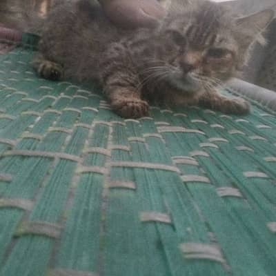 Siamese cat @Persian cat@ Cat@ blue eye cat@kitten@Stud male cat 14