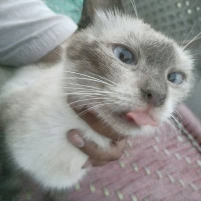 Siamese cat @Persian cat@ Cat@ blue eye cat@kitten@Stud male cat 13