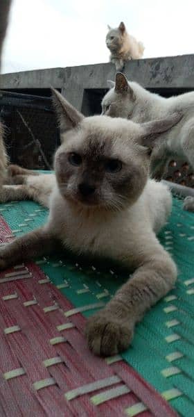 Siamese cat @Persian cat@ Cat@ blue eye cat@kitten@Stud male cat 0