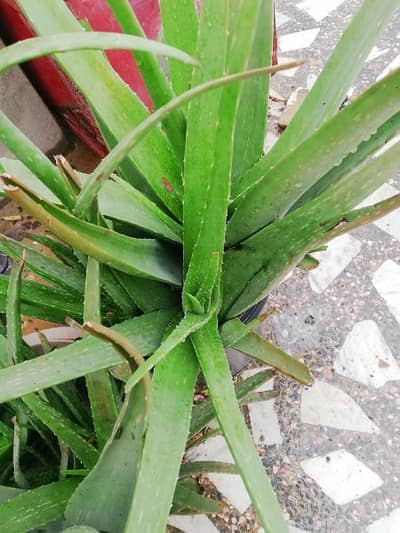 Aloe vera plants available 0
