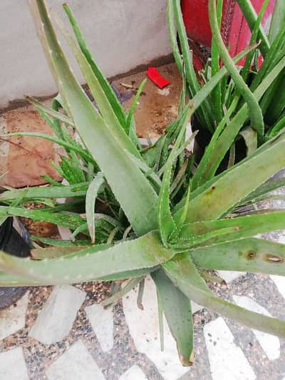 Aloe vera plants available 1