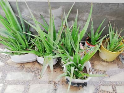 Aloe vera plants available 4