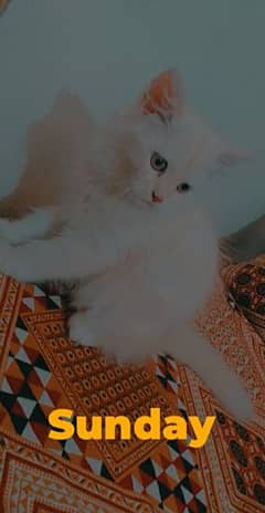 Pure 2.5 months Persian Kitten