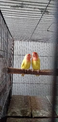 Common Lutino Lovebirds