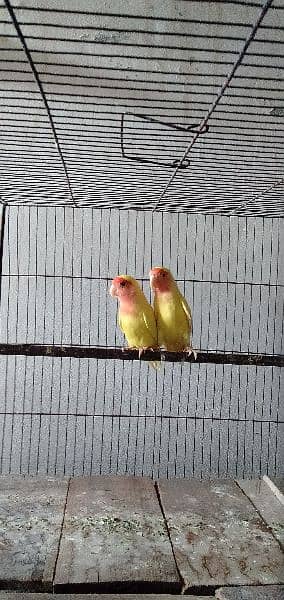 Common Lutino Lovebirds 1