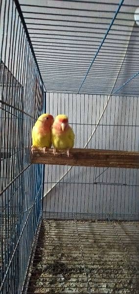 Common Lutino Lovebirds 4