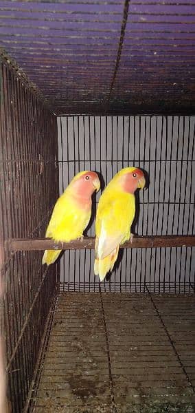 Common Lutino Lovebirds 5