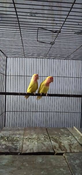 Common Lutino Lovebirds 6