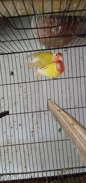 Common Lutino Lovebirds 7