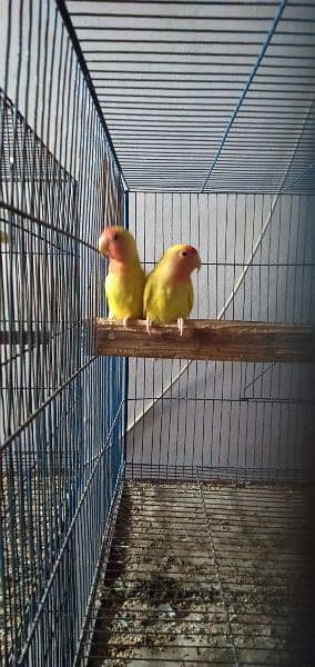 Common Lutino Lovebirds 8