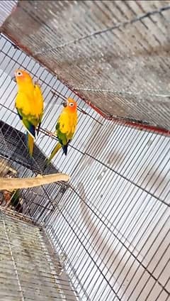 sun conure breder pairs