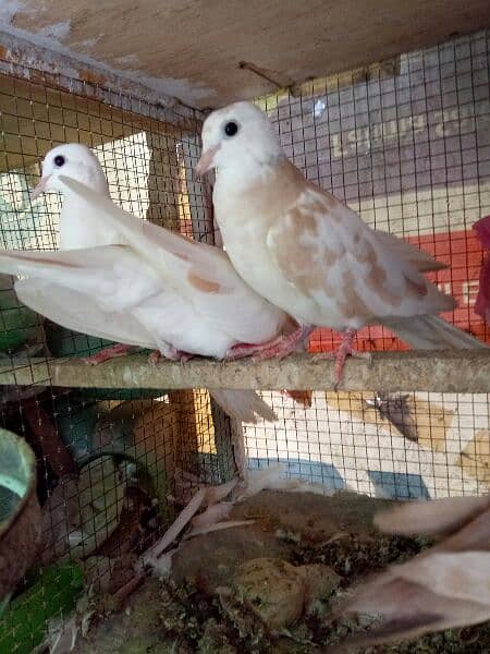 A beautiful birds (Khumray) 6