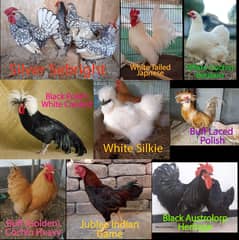 Polish,Silkie,Sebright,Heavy