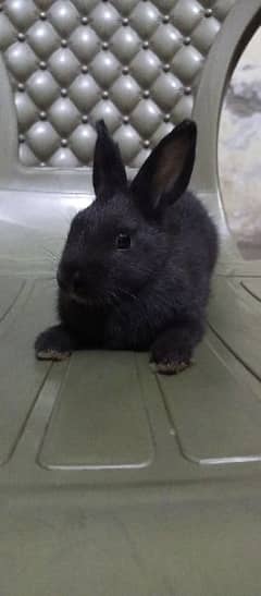 Rabbits ,Pet , khargosh , Dutch hotot  , سوی , خرگوش