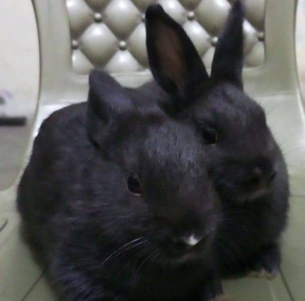 Rabbits ,Pet , khargosh , Dutch hotot  , سوی , خرگوش 1