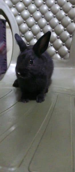 Rabbits ,Pet , khargosh , Dutch hotot  , سوی , خرگوش 2