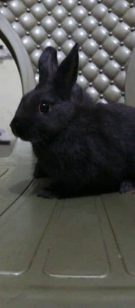 Rabbits ,Pet , khargosh , Dutch hotot  , سوی , خرگوش 3