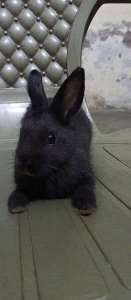 Rabbits ,Pet , khargosh , Dutch hotot  , سوی , خرگوش 4