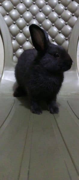 Rabbits ,Pet , khargosh , Dutch hotot  , سوی , خرگوش 5