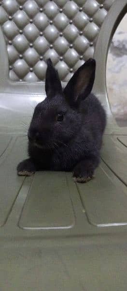 Rabbits ,Pet , khargosh , Dutch hotot  , سوی , خرگوش 6