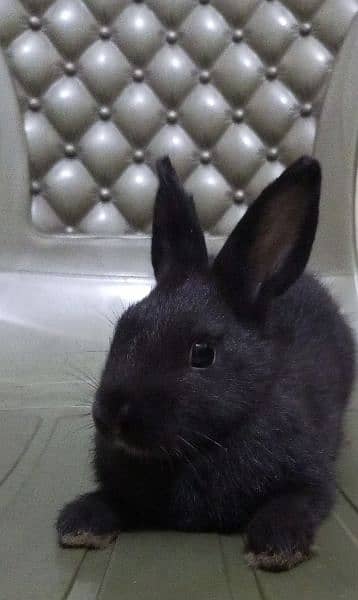 Rabbits ,Pet , khargosh , Dutch hotot  , سوی , خرگوش 8