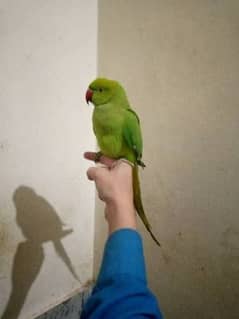 Green parrot ringnack handtamed