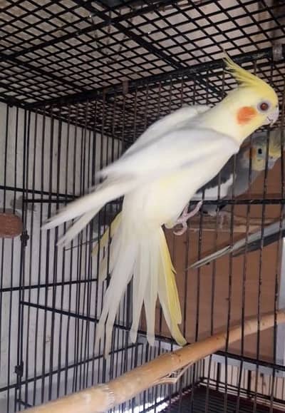 Common white breeder female