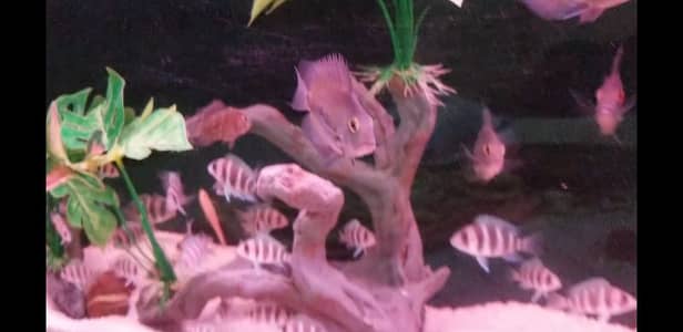 fishes up for sale 9