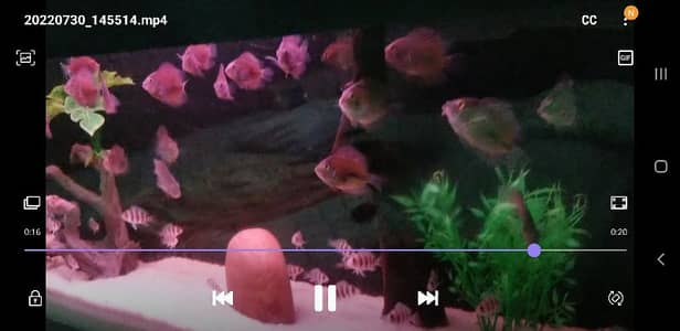 fishes up for sale 10