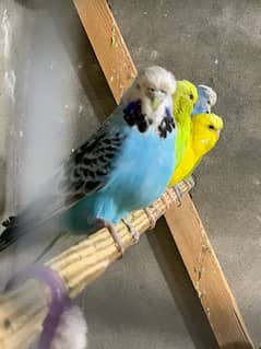 Australian Exhibition Budgies