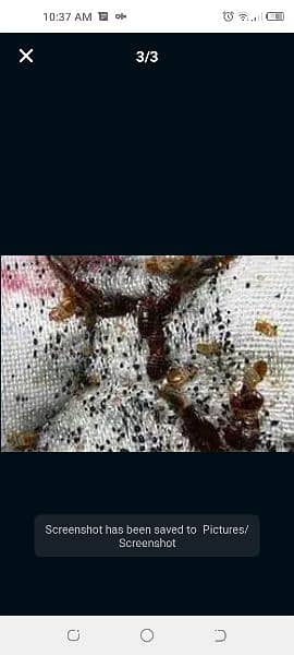 Bed bugs (khatmal spray) Termite spray