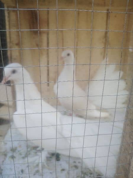 white lakay 03084919190 okara 1