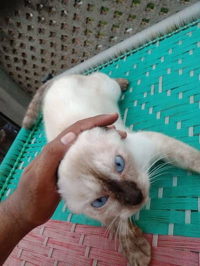 Persian cat@Siamese cat @ Cat@ blue eye cat@kitten@persiankitten 13