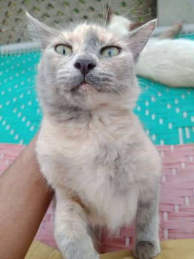Persian cat@Siamese cat @ Cat@ blue eye cat@kitten@persiankitten 11