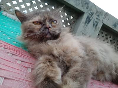 Persian cat@Siamese cat @ Cat@ blue eye cat@kitten@persiankitten 8