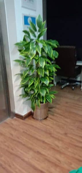 Planter, Artificial indoor plants. Delivery Available see pictures 14