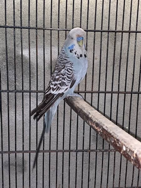 Australian Exhibition Budgies 3