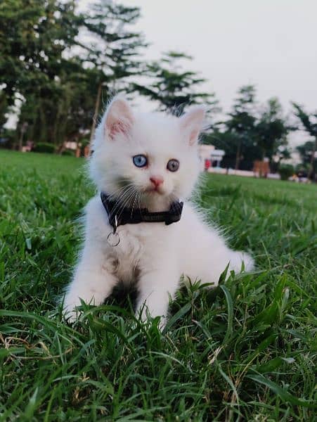 Cash On Delivery High Quality Persian Kittens or Persian Cat Babies 5